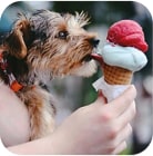 ice cream and dog